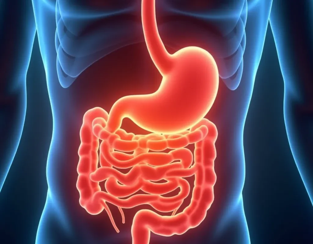 A digital illustration of the stomach and intestines highlighted in red, representing abdominal pain and digestive health.