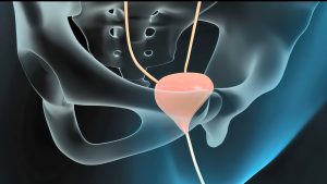 gall bladder inside the body 3D interpretation